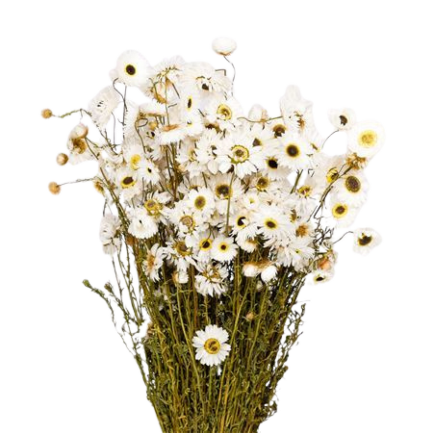 Droogbloemen Acroclinium