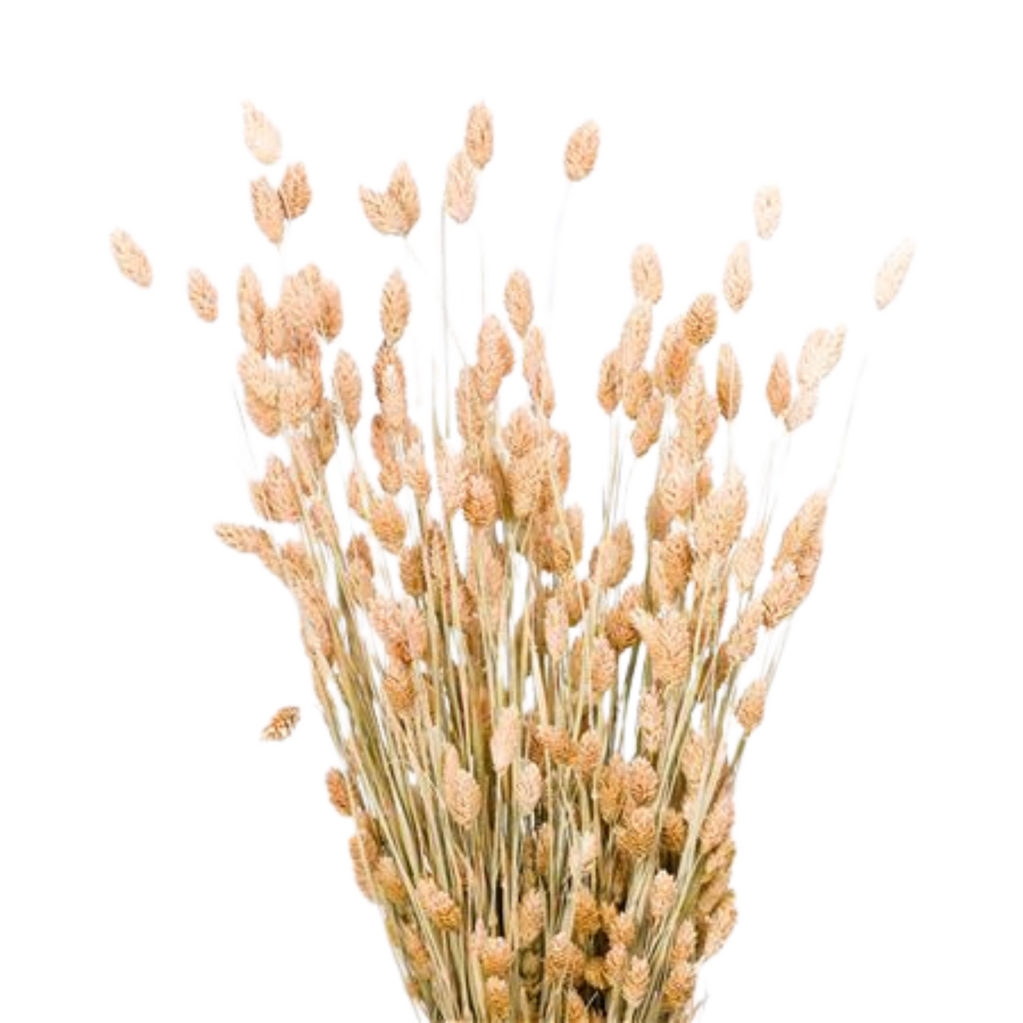Droogbloemen Phalaris zalm roze