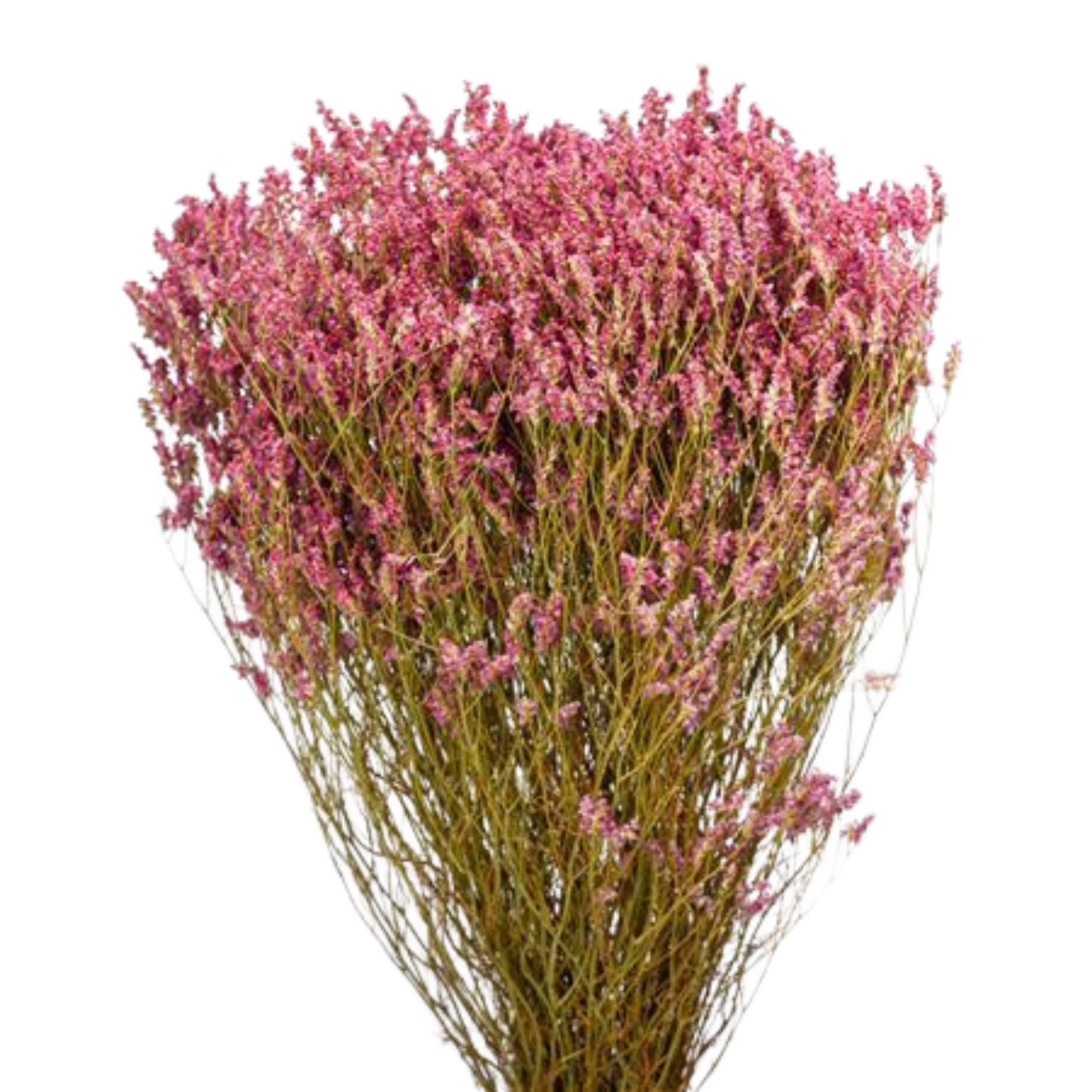 Droogbloemen Helichrysum roze