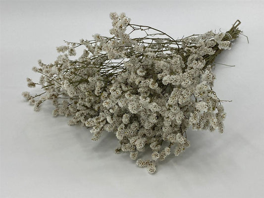 Dried Limonium Diamond wit