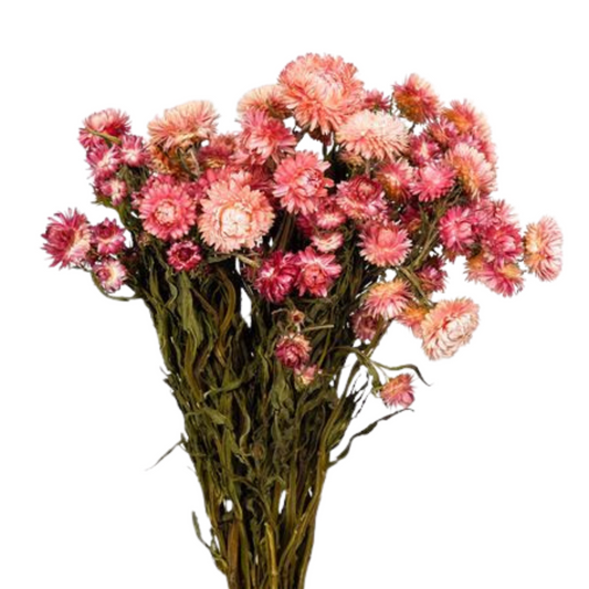Droogbloemen Helichrysum roze