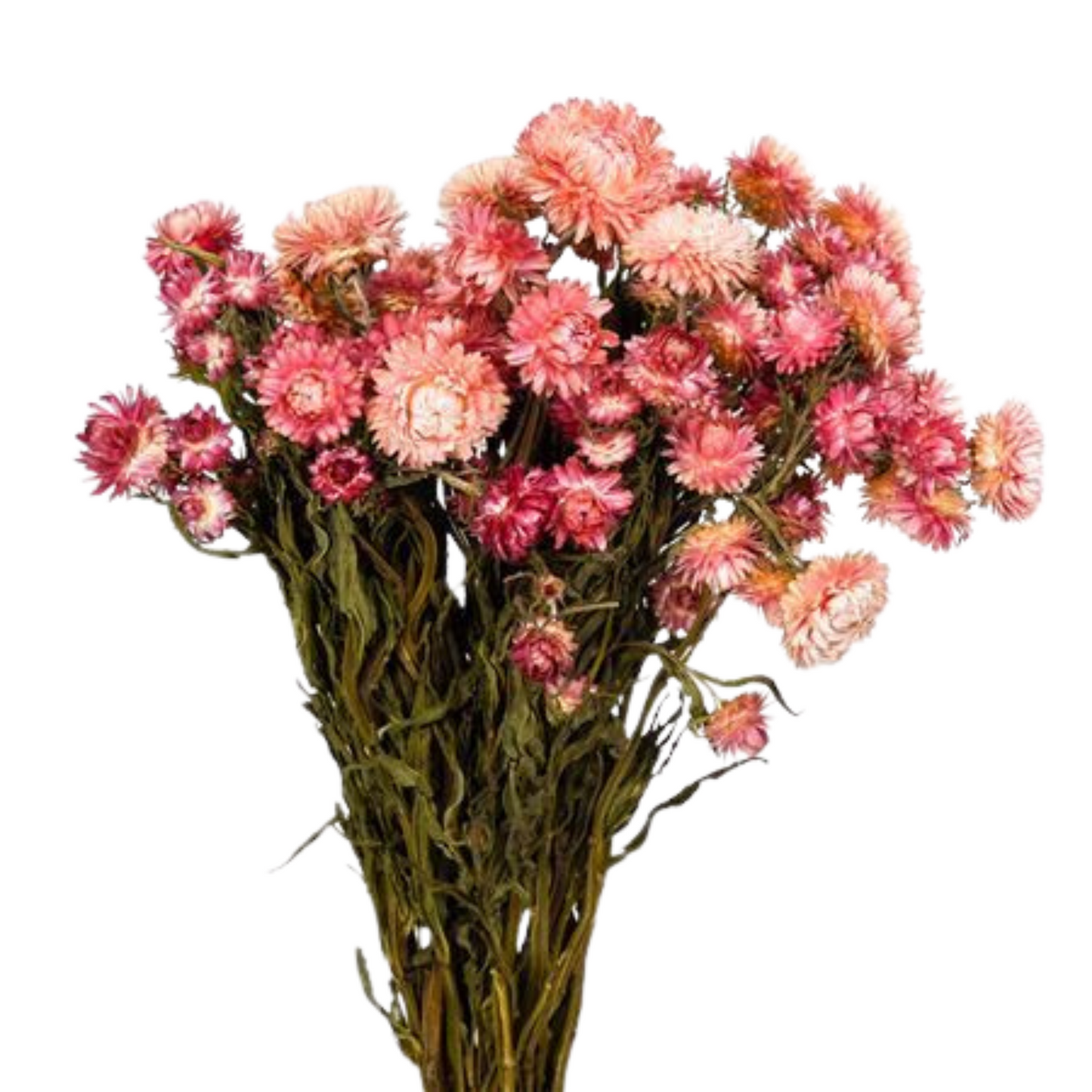 Droogbloemen Helichrysum roze
