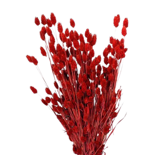 Droogbloemen Phalaris rood
