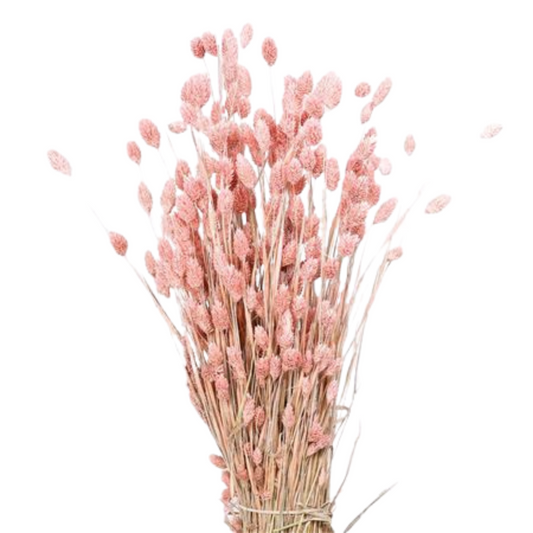 Droogbloemen phalaris roze