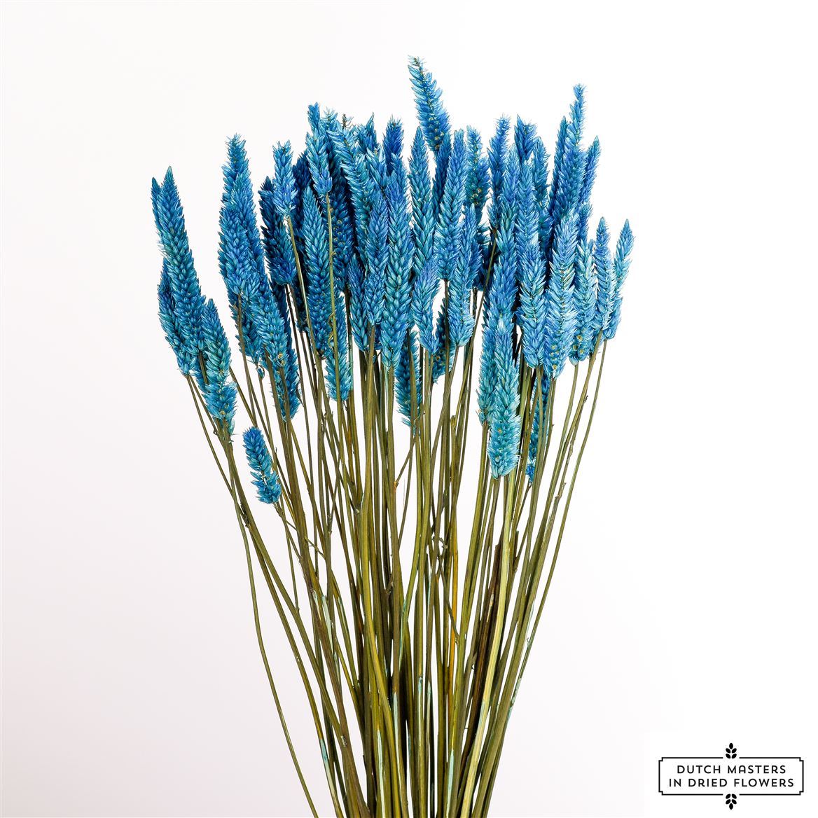 Dried Celosia blue Bunch Slv