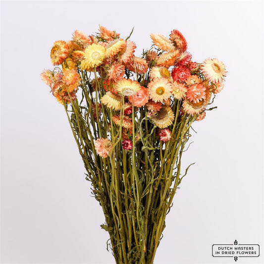 Strobloemen / Dried Helichrysum